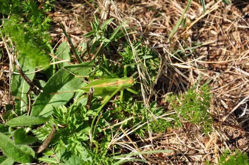 Tettigonia cantans